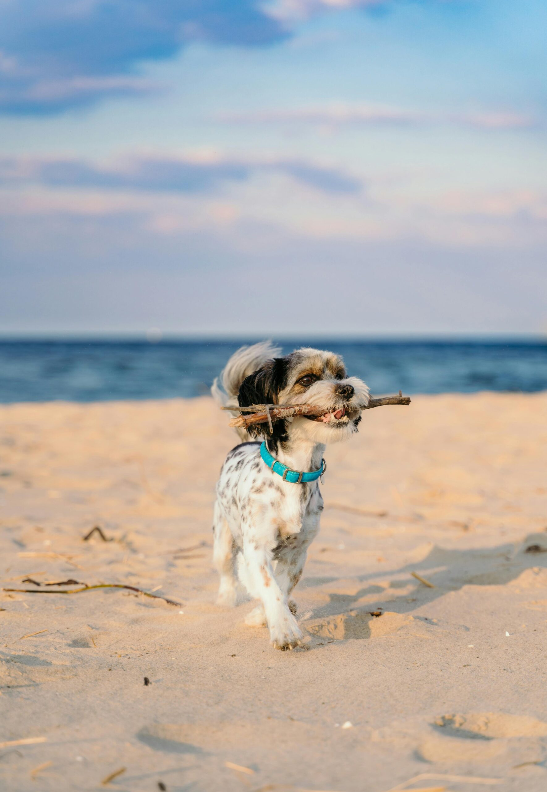 Wprowadzanie psa na plażę